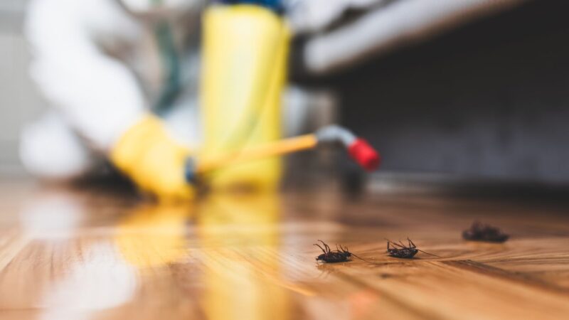 effective-pest-control-solutions-in-dhaka